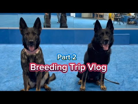 Breeding Trip Vlog with Working Line German Shepherd Cheyenne