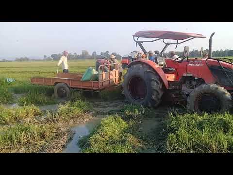 Rice Transporting from Fields at Country Side by Using Tractor Kubota M6040 SU