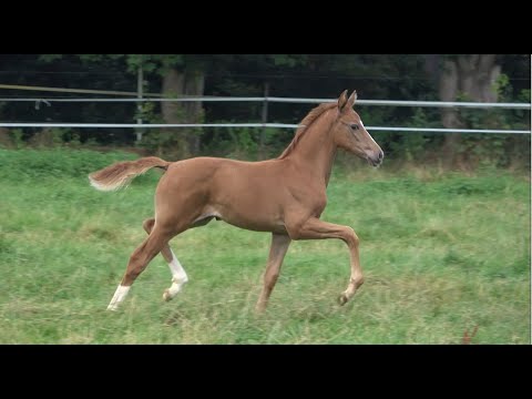 *2021 Stute von Bon Vivaldi - Desperado