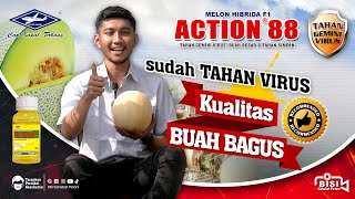 Download lagu BISI Sahabat Petani: Ayooo Tanam #melon ACTION-88, Sudah Tahan Virus Kualitas Buah Paling Bagus !!! mp3 Download lagu BISI Sahabat Petani: Ayooo Tanam #melon ACTION-88, Sudah Tahan Virus Kualitas Buah Paling Bagus !!! mp3