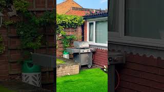 Teamwork 😂#teamwork #team #hidden #catlover #cat #catvideos #bobhope #bingcrosby