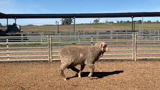 Download lagu LOT 113 - LANGDENE MERINOS ON PROPERTY RAM SALE - 24 SEPT 2021 mp3