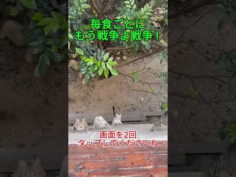 食べ物でほんとにセコいんだから！