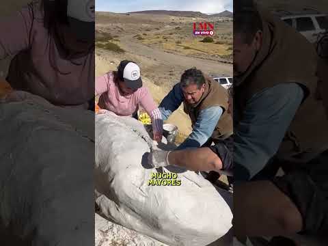 Apareció el primer gliptodonte completo de Neuquén