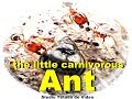 Carnivorous ant Fourmi carnivore