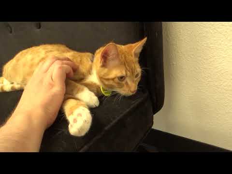 Petting Coop at Catffeinated