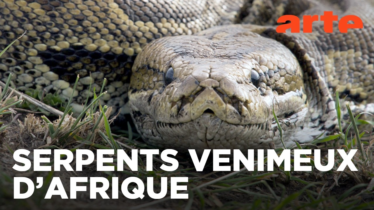 La mort au bout des crocs | Serpents venimeux d’Afrique | ARTE