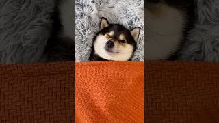 Download lagu ASMR | Manyu | Post-Trip Pampering and Care mp3