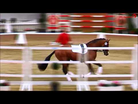 Franz Joseph junior -Prämienhengst von Franziskus x Rock Forever