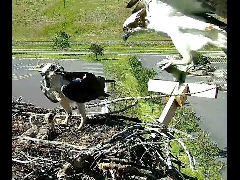 Hellgate  osprey MT  6 14 18 542pm Fish delivery & feeding Crops looked good after feeding