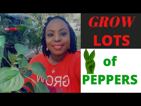 Grow LOTS of Peppers Using These Tips! 🌶 🫑