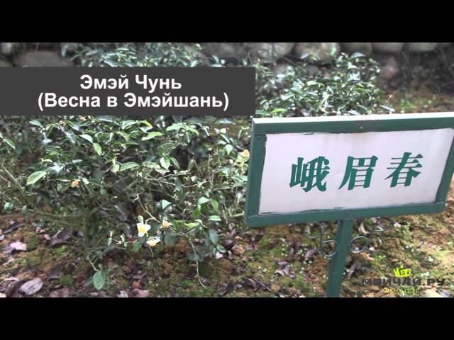 Музей Чайной культуры Тянь Фу в провинции Сычуань (Sichuan Tian Fu Tea Museum)