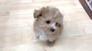 ハーフ犬の動画01