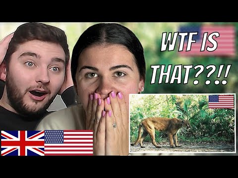 Brits Reacts to Animals Only Found in America!