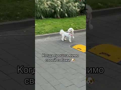 Когда прошла мимо своей собаки😂