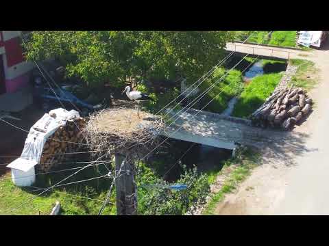 Berzele de la Hinchiriș, județul Bihor, 11 august 2023