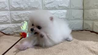 ポメラニアンの動画01