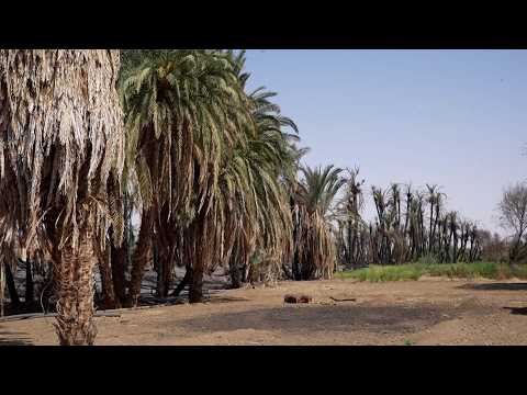 Sudan’s date palm trees under threat from drought and wildfires