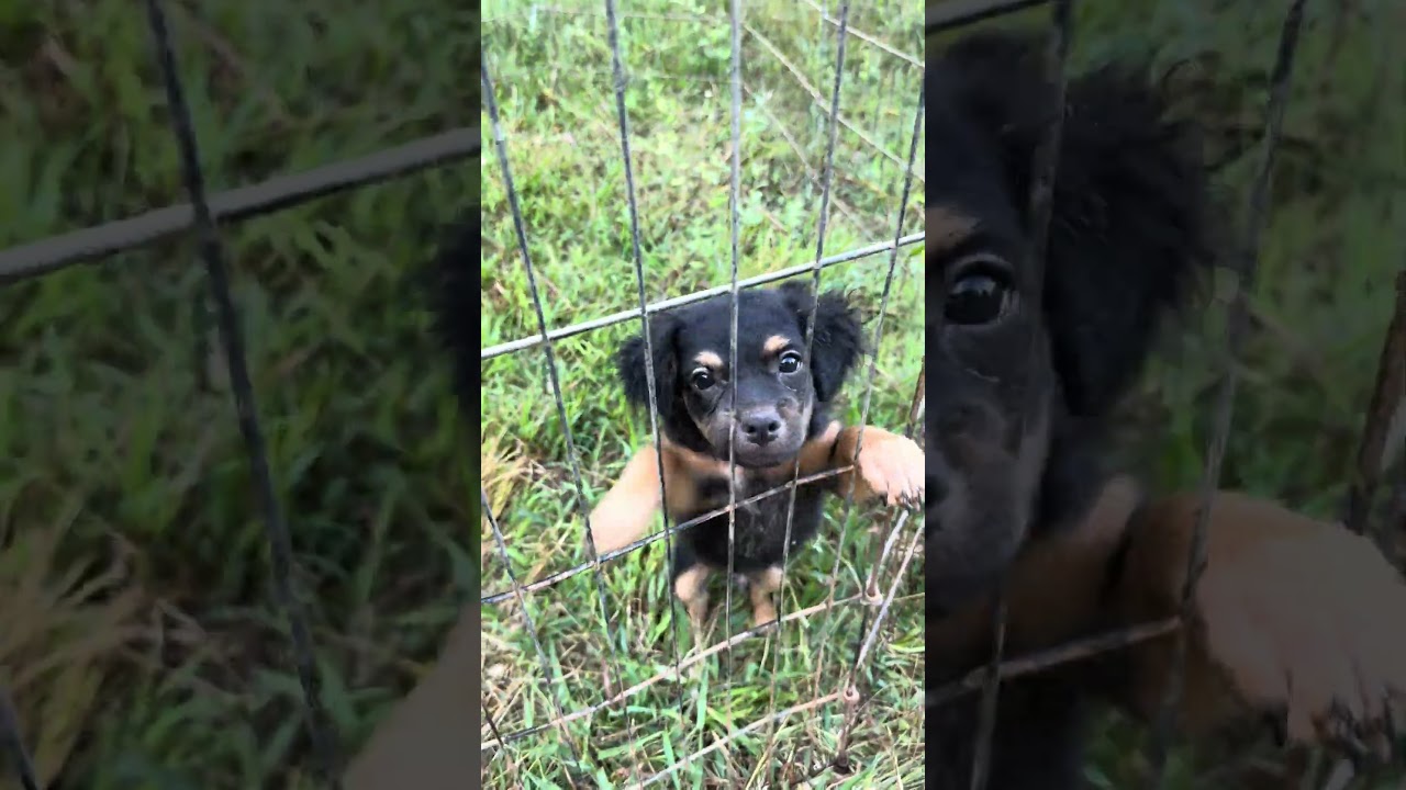 Enlarge Bagel, a Adoptable mixed breed in Alexandria, VA video 6/6