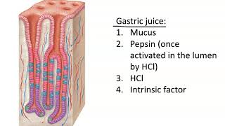 Gastric Gland Secretion