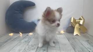 ハーフ犬の動画01