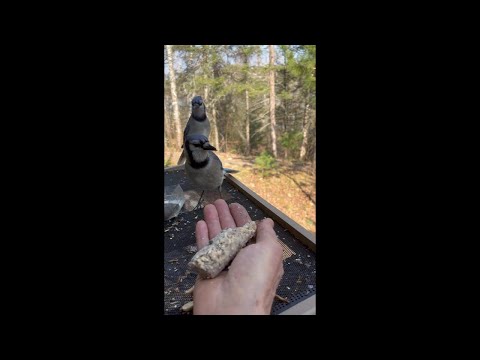 Hand-feeding Blue and Gray Jays – Two Cousins Take Radically Different Approaches