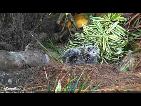 Kailoa is so cute 2-13-16