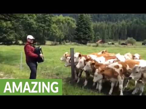 Turns Out Cows Are Big Fans Of The Accordion