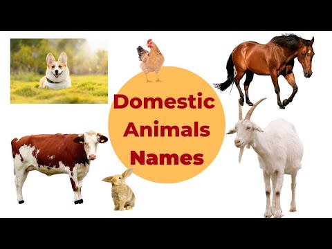 "Meet the Domestic Animals: A Fun Learning Adventure for Kids | Domestic animals names for kids