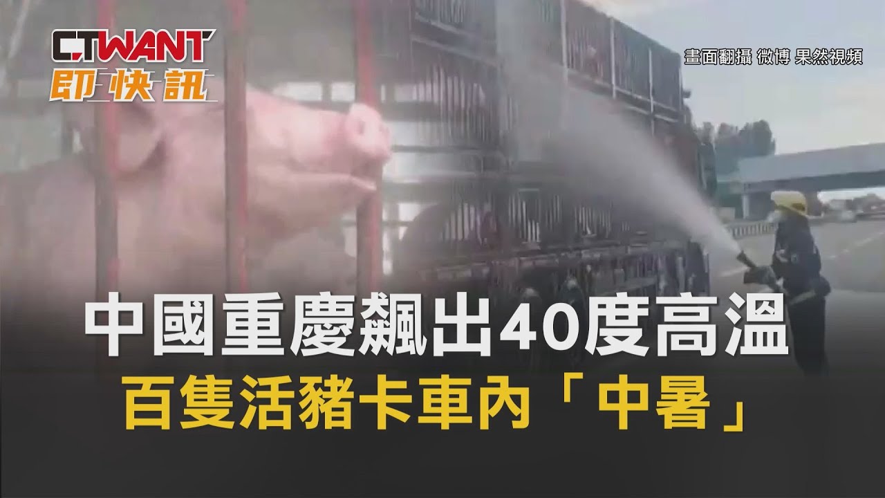 圖說-中國重慶飆出40度高溫　百隻活豬卡車內「中暑」