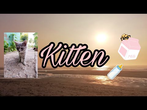 Котята пьют молоко| SAFIA Listova