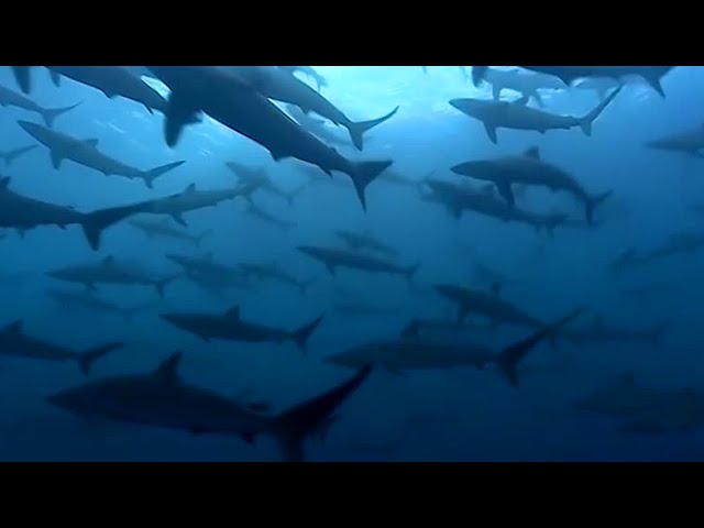 Thousands Of Sharks Visit A Sea Mount | Blue Planet | BBC Earth