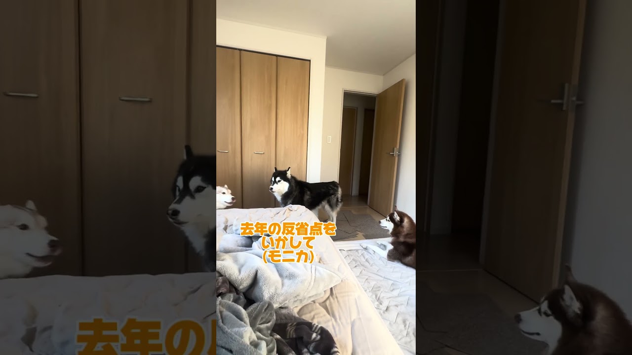 【お喋り】去年の大反省会 #善スタショート #お喋りハスキー #シベリアンハスキー