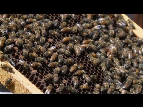 Honey Valley Beekeeping & Michael Fields Agriculture Institute - Full Episode