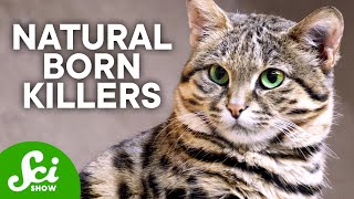 6 of the Planet's Best Hunters