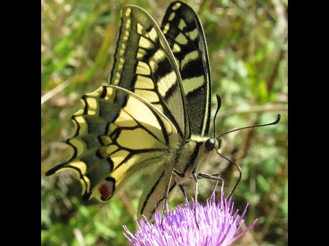 Majkl.NSK _02 06 2011_ CZ