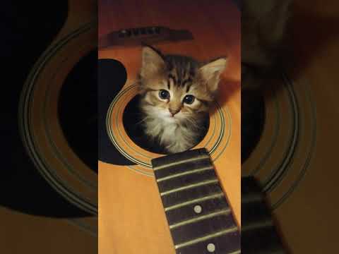 *free* ripsquadd x bladee x pierce the veil type beat (prod. metis)