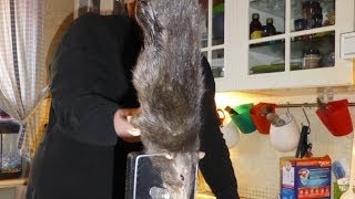 Giant Rat Terrorizes Family & Gets Caught - Biggest Rat In The World