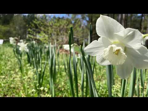 Beautiful Tulips & Daffodils. From my garden to you ❤️(2021)