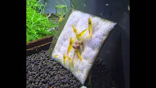 PEIWEN Microbiological Bag 10ks