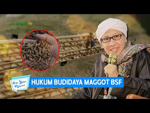 , title : 'Hukum Budidaya Maggot BSF | Buya Yahya'