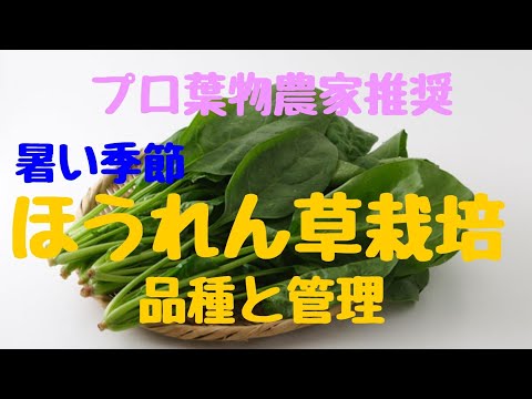 春に種や苗からほうれん草を播種するにはどうすればよいですか？何の品種ですか？  庭園