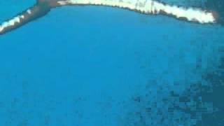 snorkel, Niue, great 2 sea snakes breathing
