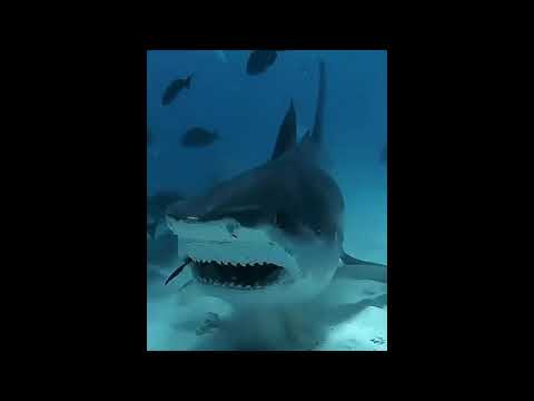 Sharks : Scavengers of the Seas (Part - 4)