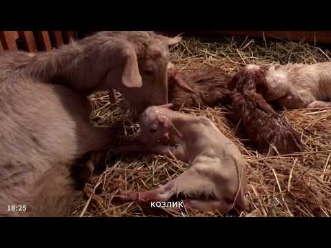 Окот козы. ЧЕТВЕРНЯ! Весна 2019. Goat give birth FOUR babies!