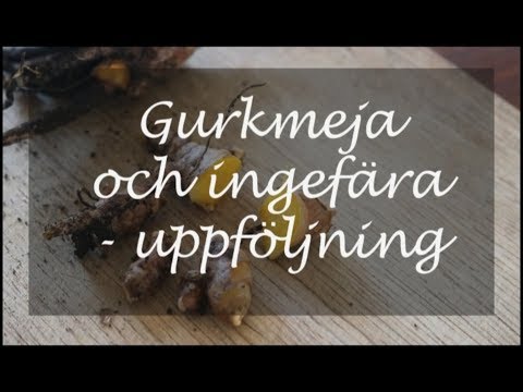 Gurkmeja och ingefära - uppföljning