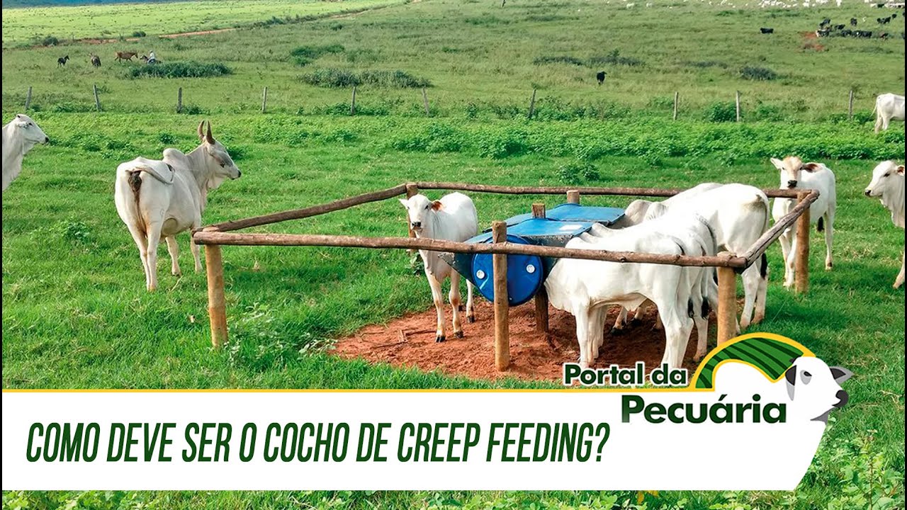 Como deve ser o cocho de creep feeding?