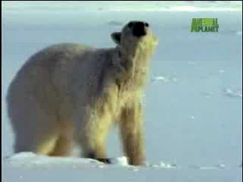 Fooled by Nature - Cholesterol Carnivores