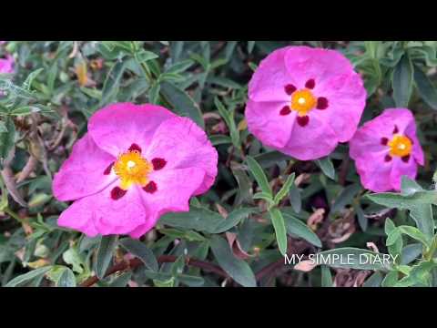 Rock Roses (Cistus)