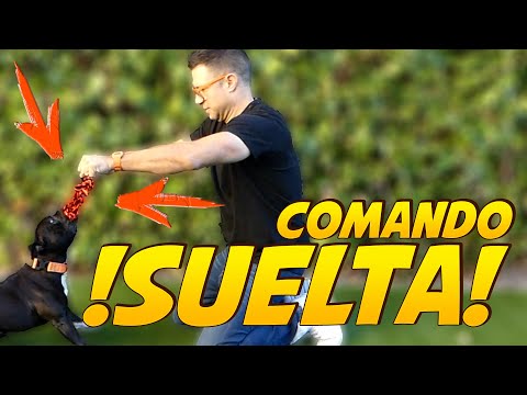 🚨Teaching a dog to drop on command? 🥎 | Dog Training 🐶